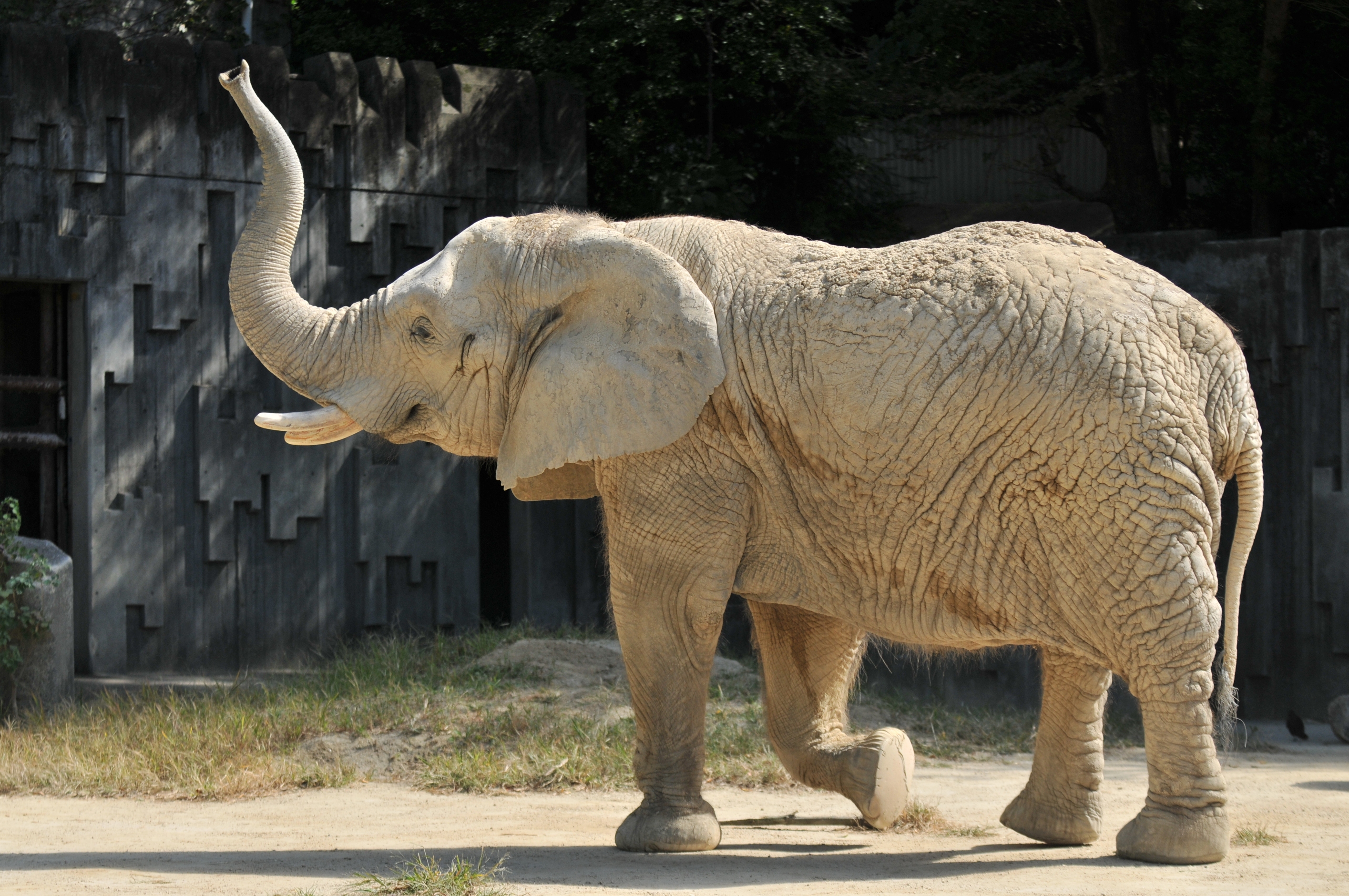 元動物園長がご案内 大人の東山動植物園ツアー 今だから知っておきたい絶滅危惧種から見る動物の世界 大ナゴヤツアーズ Dai Nagoya Tours