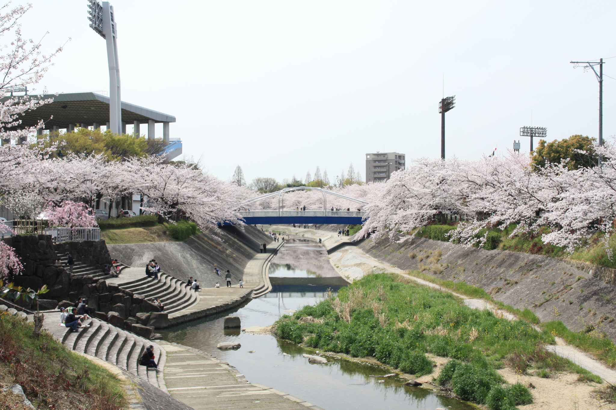 山崎川の桜名所めぐり！お花見散歩ツアー～桜のトンネル、高台からの桜 