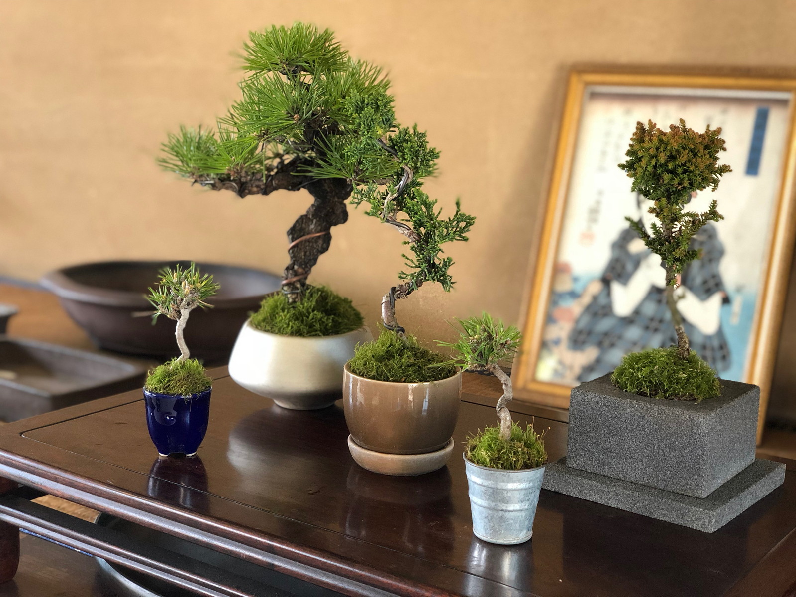 一生楽しめる趣味 はじめてのmy盆栽づくりツアー 老舗盆栽大樹園の４代目が教えます 盆栽の始め方から手入れまで 大ナゴヤツアーズ Dai Nagoya Tours