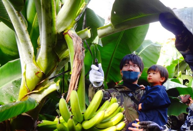 知多半島でバナナ収穫！たわわに実った国産バナナ満喫ツアー ～巨大な