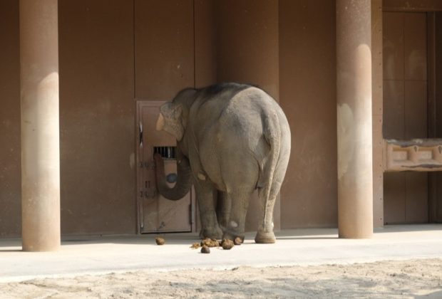 中止】動物の『うんち』でスッキリ理解！元園長による「うんち」視点の