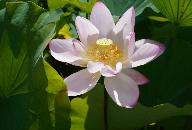 極楽浄土に咲く大きな蓮の花！蓮根おやつ＆蓮の花見ツアー～蓮の楽しみ