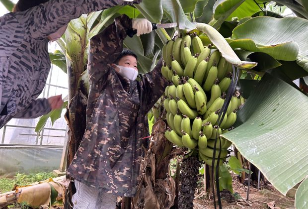 国産バナナ・知多半島】知多半島でバナナ収穫！たわわに実った国産