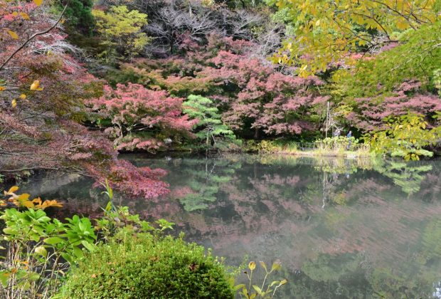 東山植物園・紅葉】奥池に映る神秘的な“逆さもみじ”！真っ赤に色づく